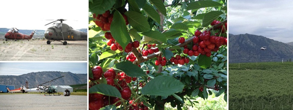 Cherry drying